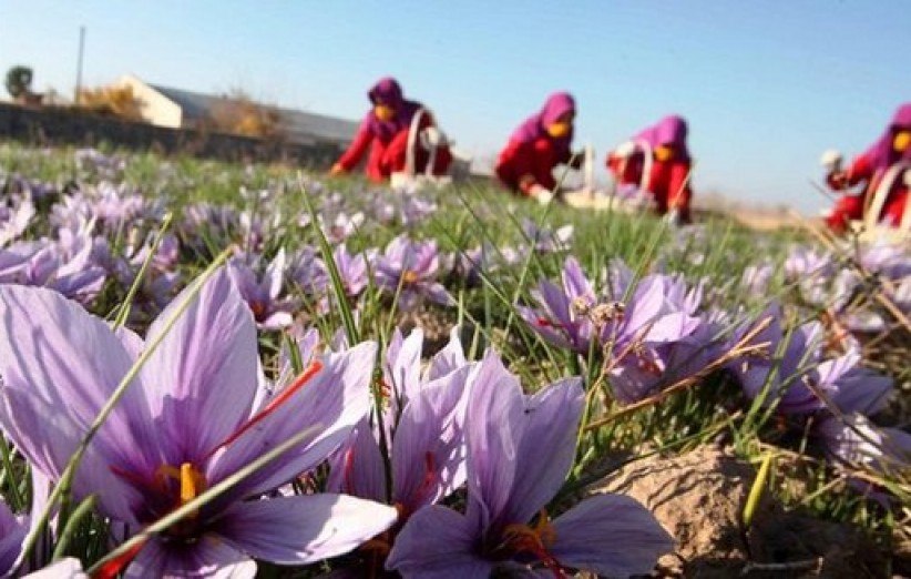 افزایش 17 درصدی برداشت زعفران