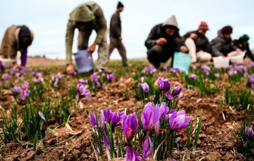 سطح زیر کشت زعفران در خراسان رضوی 90 هکتار است