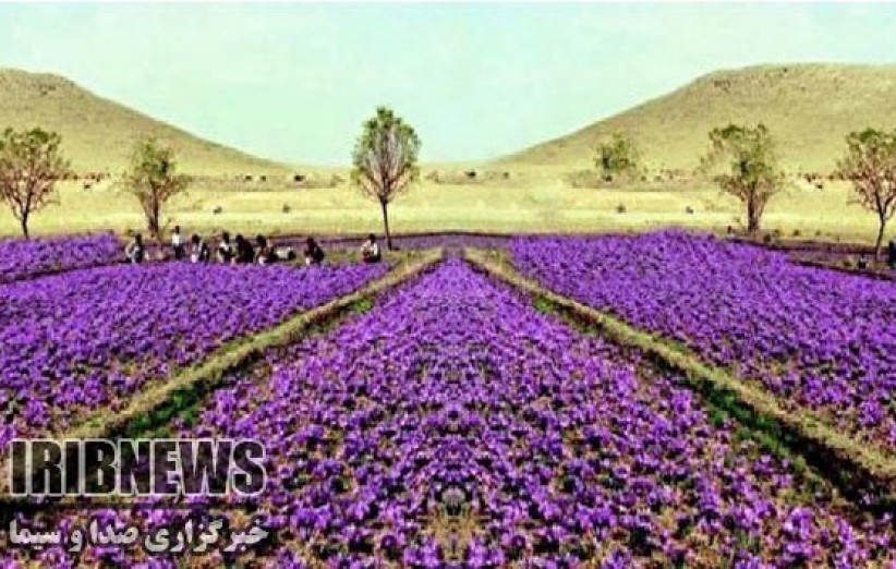 کشت زعفران برای نخستین بار در مهاباد
