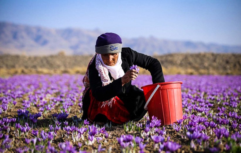 برگزاری جشنواره ملی عکس زعفران در تربت حیدریه و زاوه