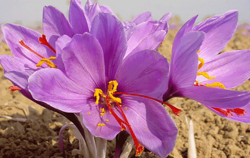 بازار ۲/۸ میلیارد دلاری زعفران در دست کدام کشورها است؟