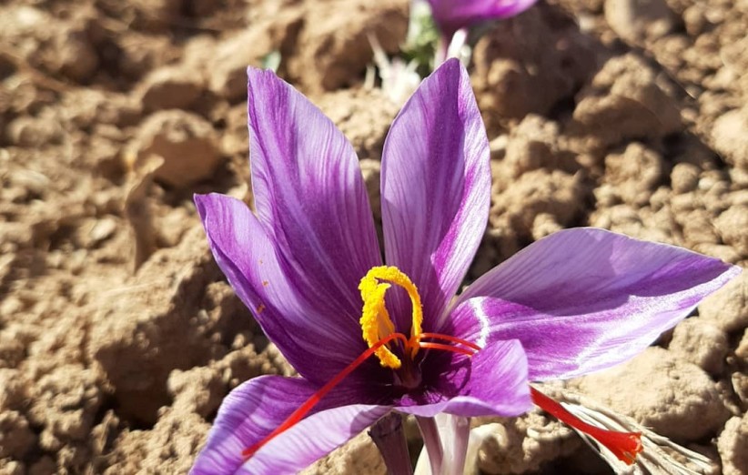 پش بینی برداشت بیش از ۳هزار تن گل از مزارع زعفران زاوه