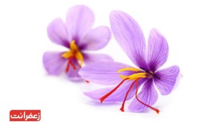 گل زعفران چیست؟ (معرفی اجزاء + خواص گل زعفران + عکس)