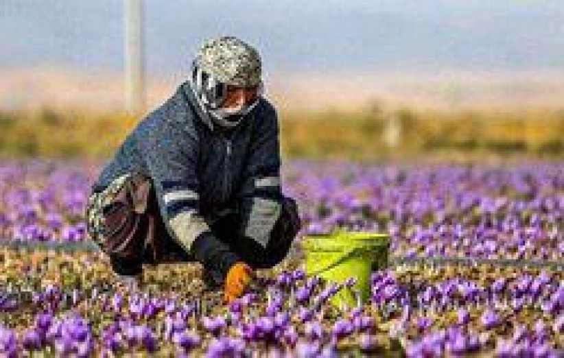 9 هکتار از مزارع میبد زیر کشت زعفران رفت