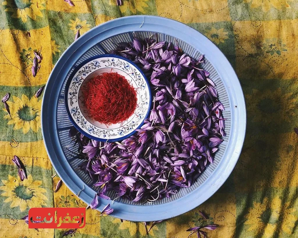 مهم‌ترین اندام مورد استفاده گیاه زعفران