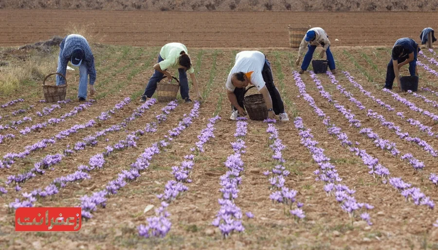 تولید انواع زعفران در اسپانیا