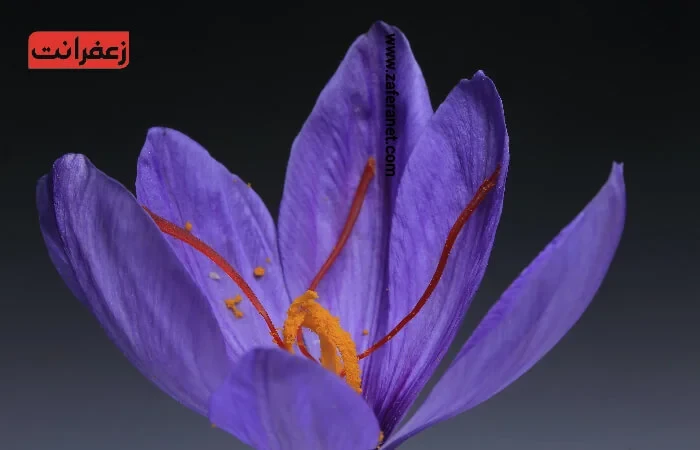حساسیت به گرده گل زعفران